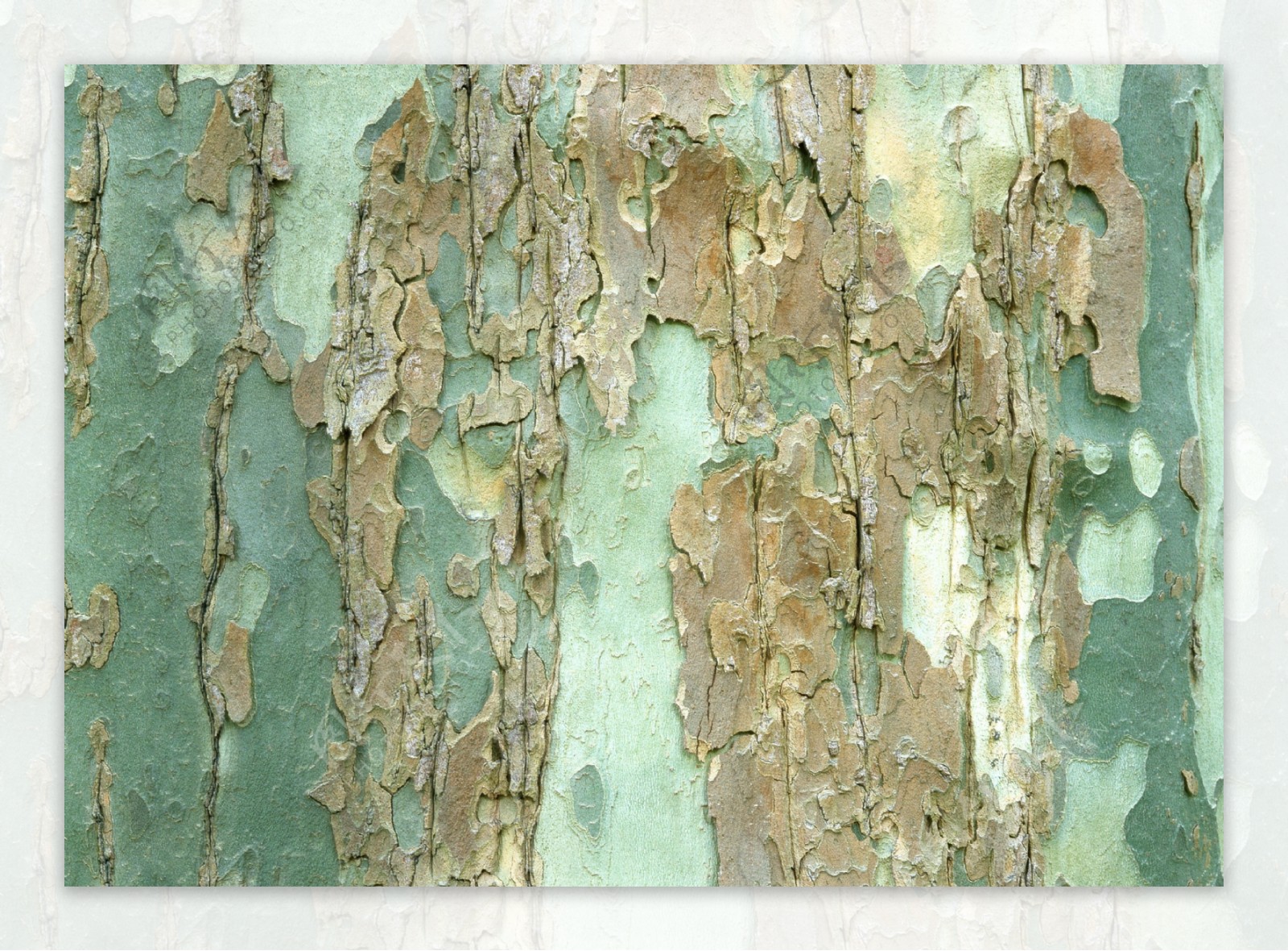 树皮树木木纹材质贴图