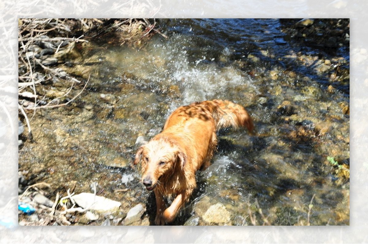 溪水中嬉戏的金毛狗狗
