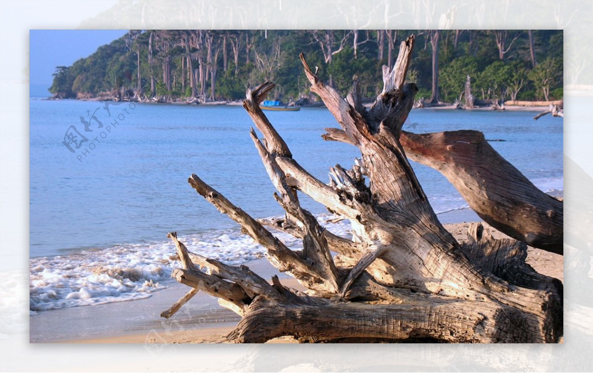 海滩枯木