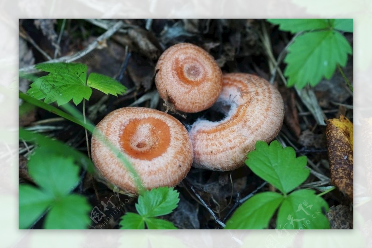 森林食用蘑菇