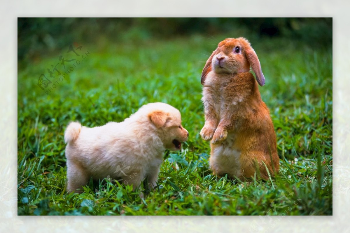 兔子与狗