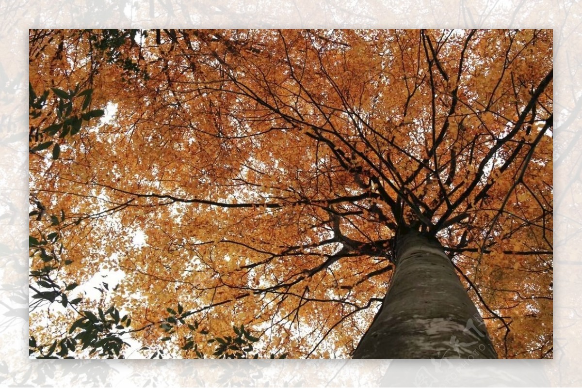 仰拍大型银杏树秋天的颜色