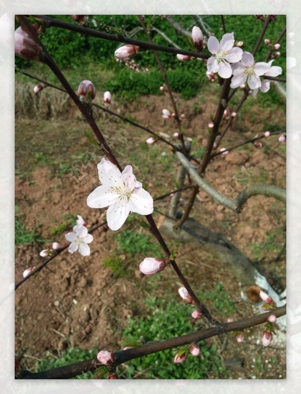 桃花自然天然漂亮春天