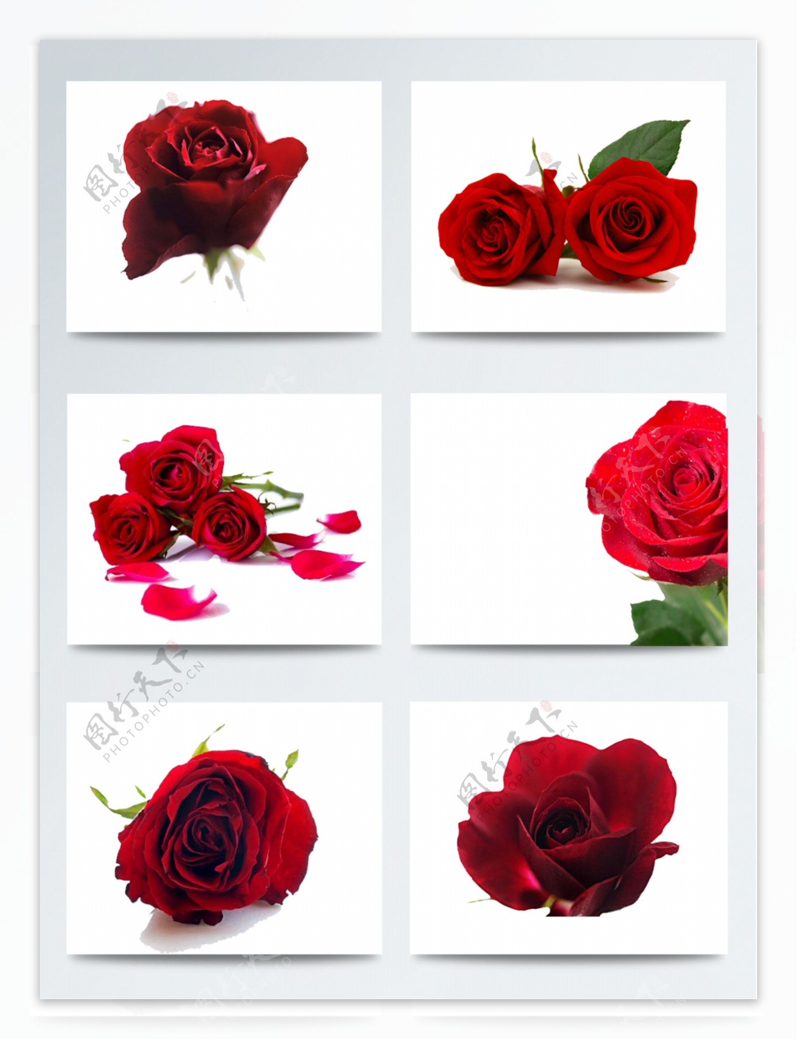 红色浪漫玫瑰素材花朵