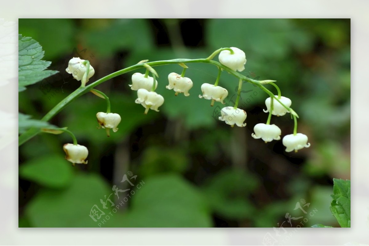 铃铛花