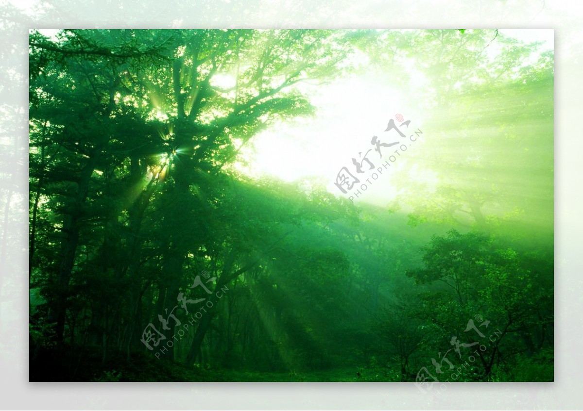 摄影光线绿树园林
