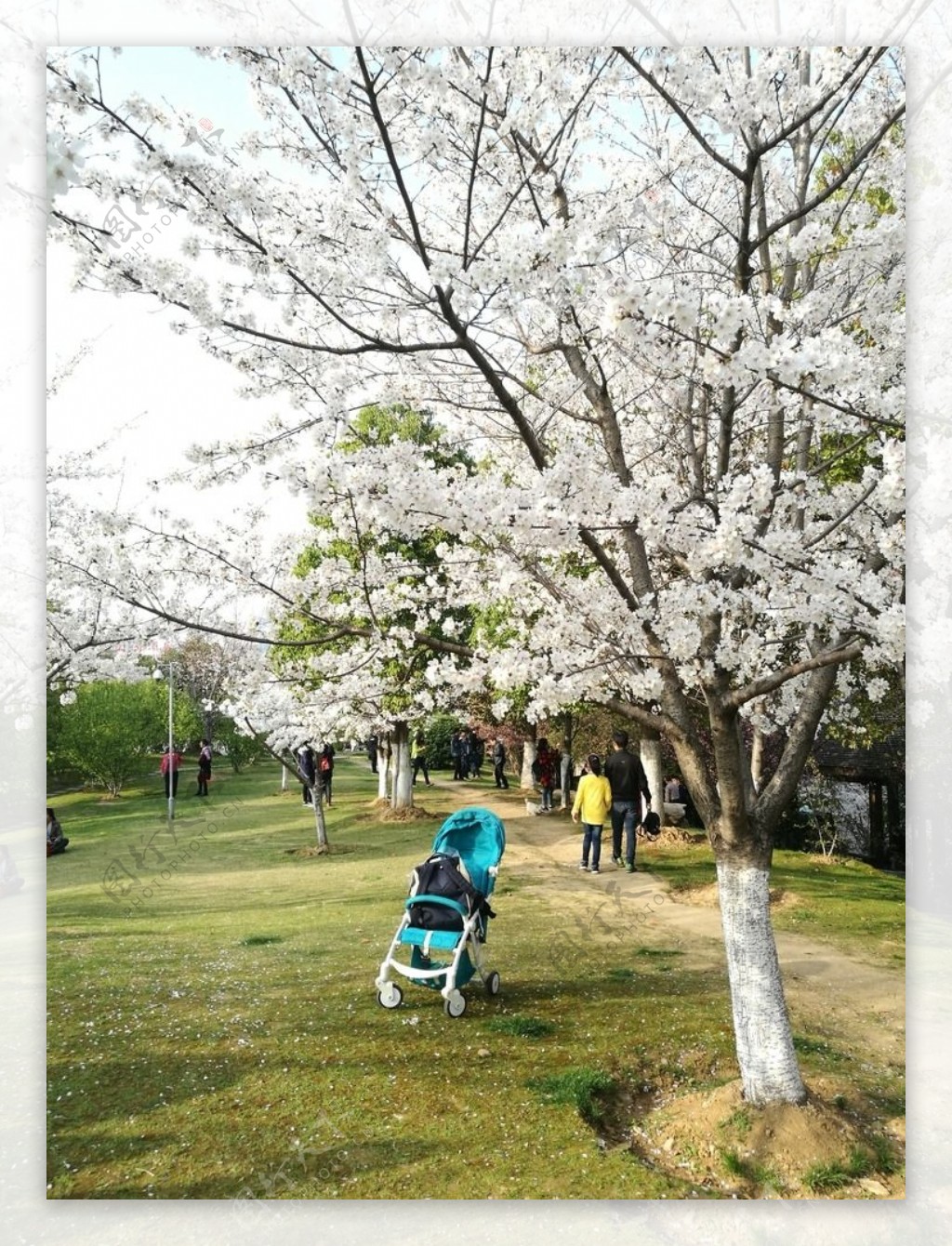 樱花与婴儿车