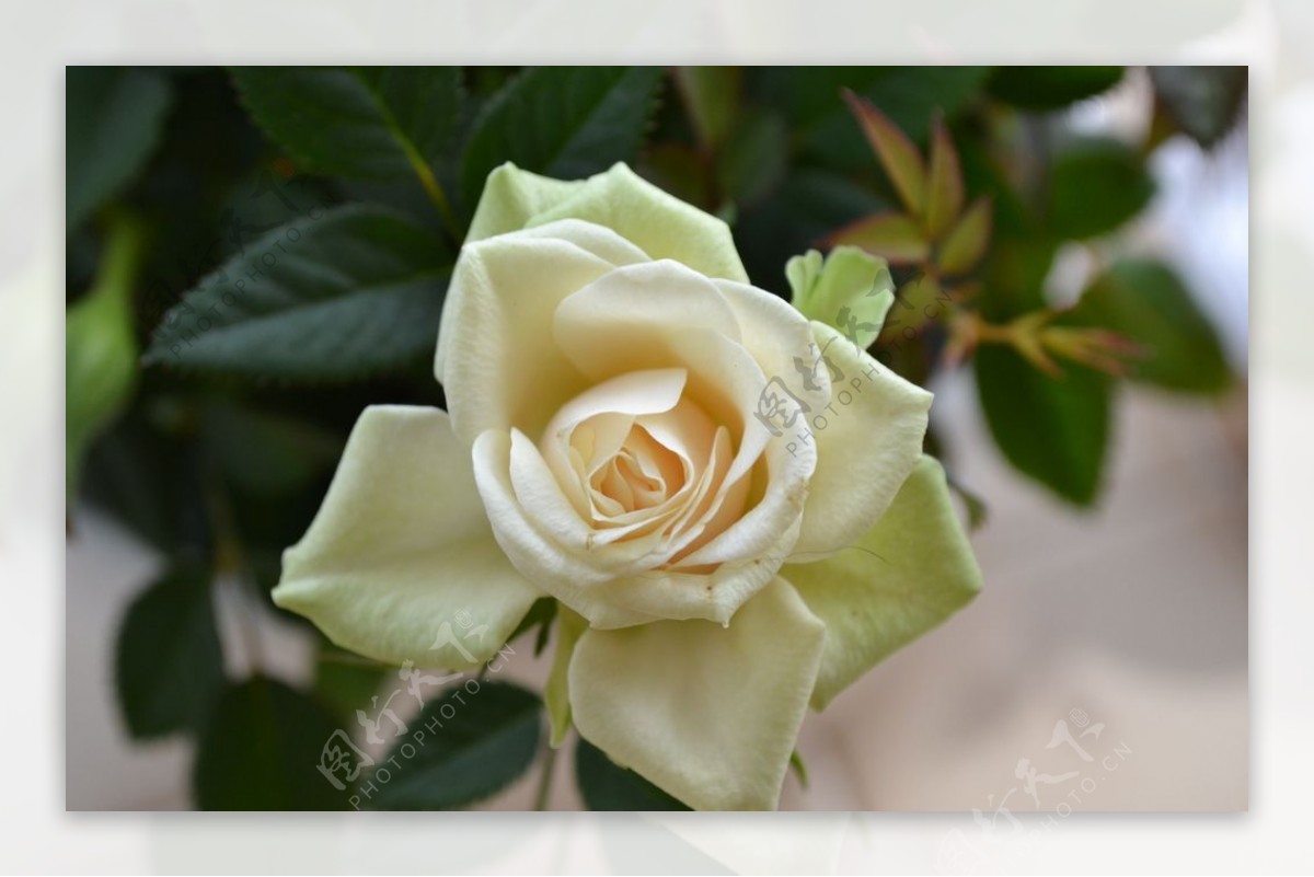 盛开的白玫瑰花
