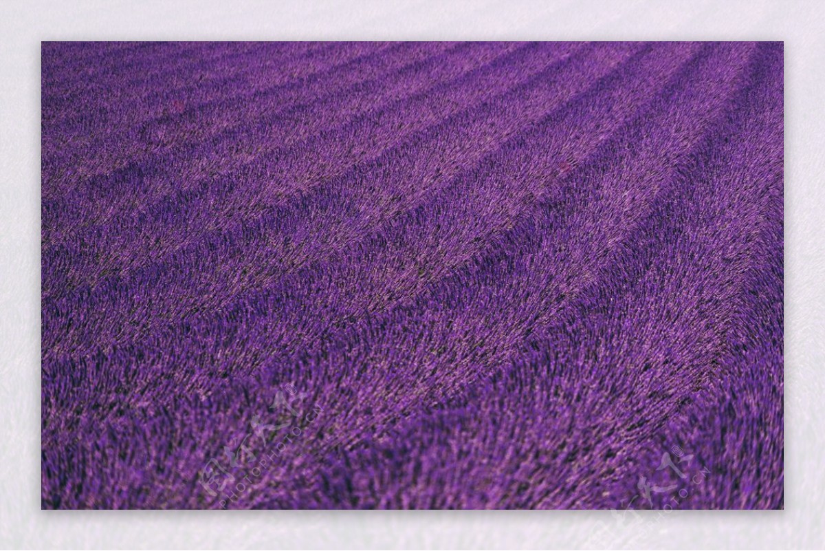 紫色的薰衣草花海