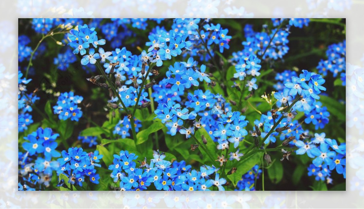 蓝色星星点点的花朵