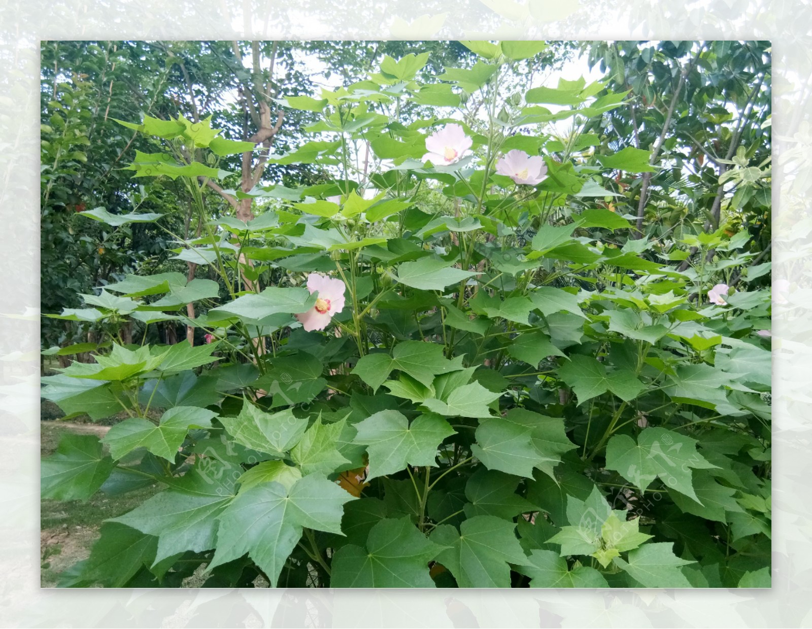 木槿花丛花开