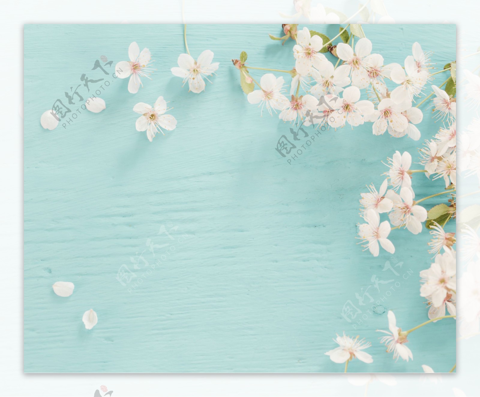 蓝色木纹背景上的樱花桃花