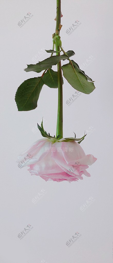 玫瑰粉荔枝鲜花高清手机壁纸摄影