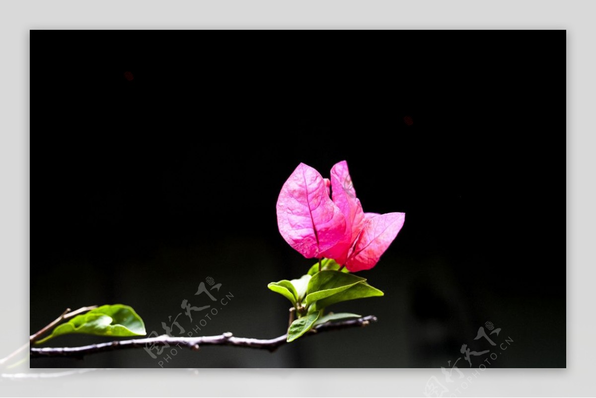 植物三角梅花摄影