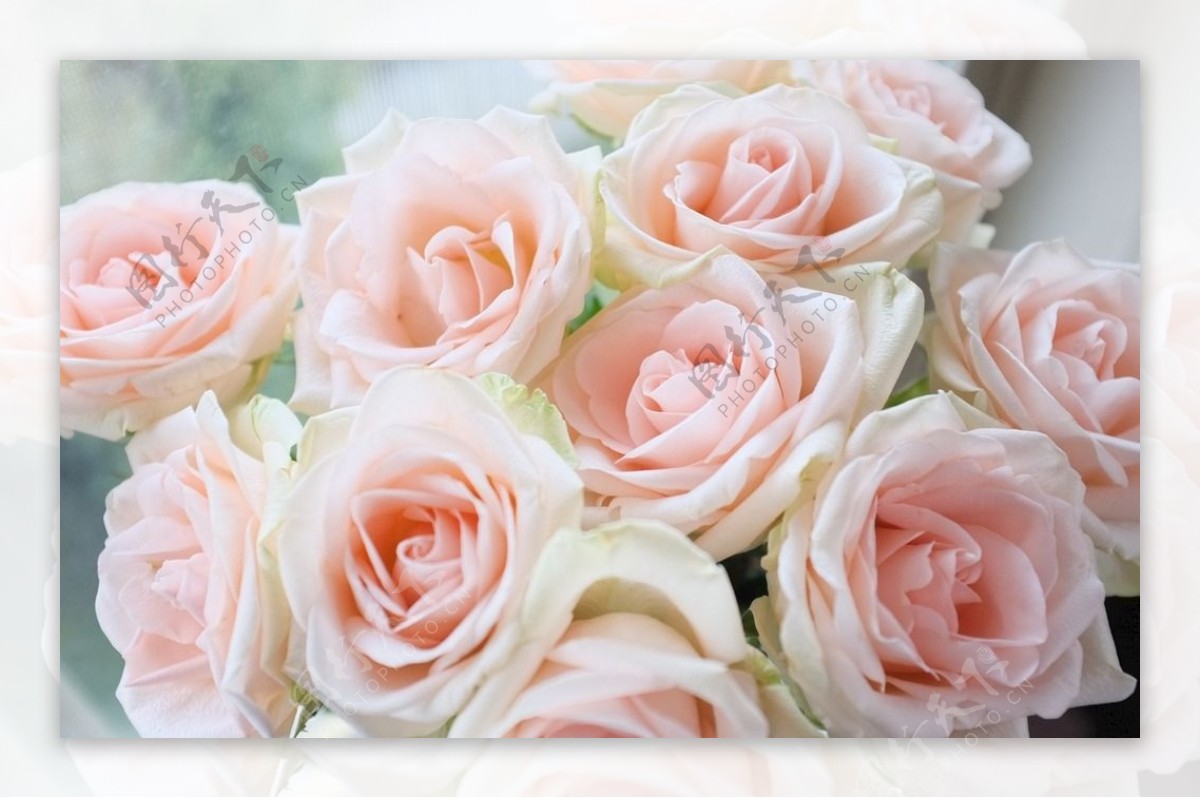 浪漫粉色玫瑰鲜花