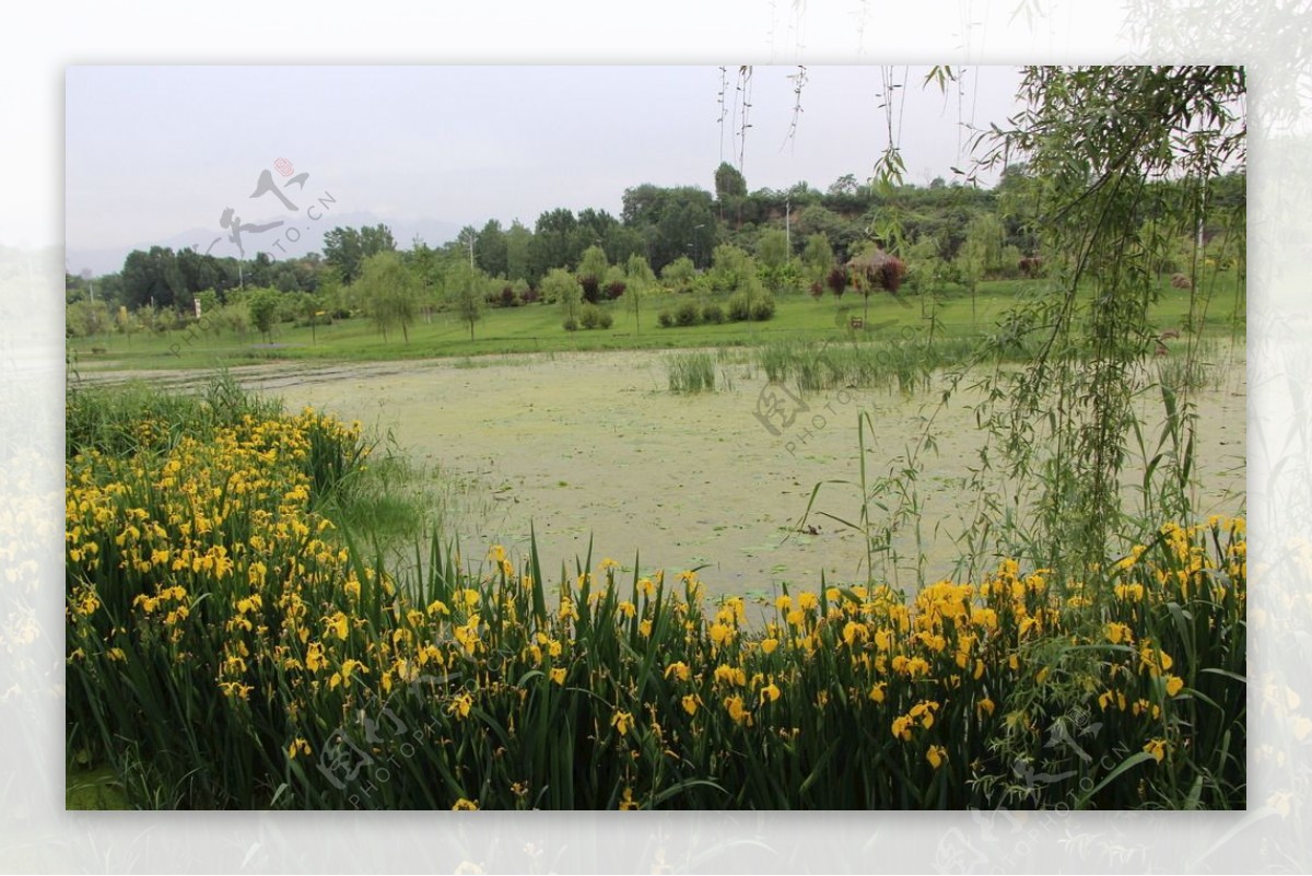 湿地公园黄菖蒲