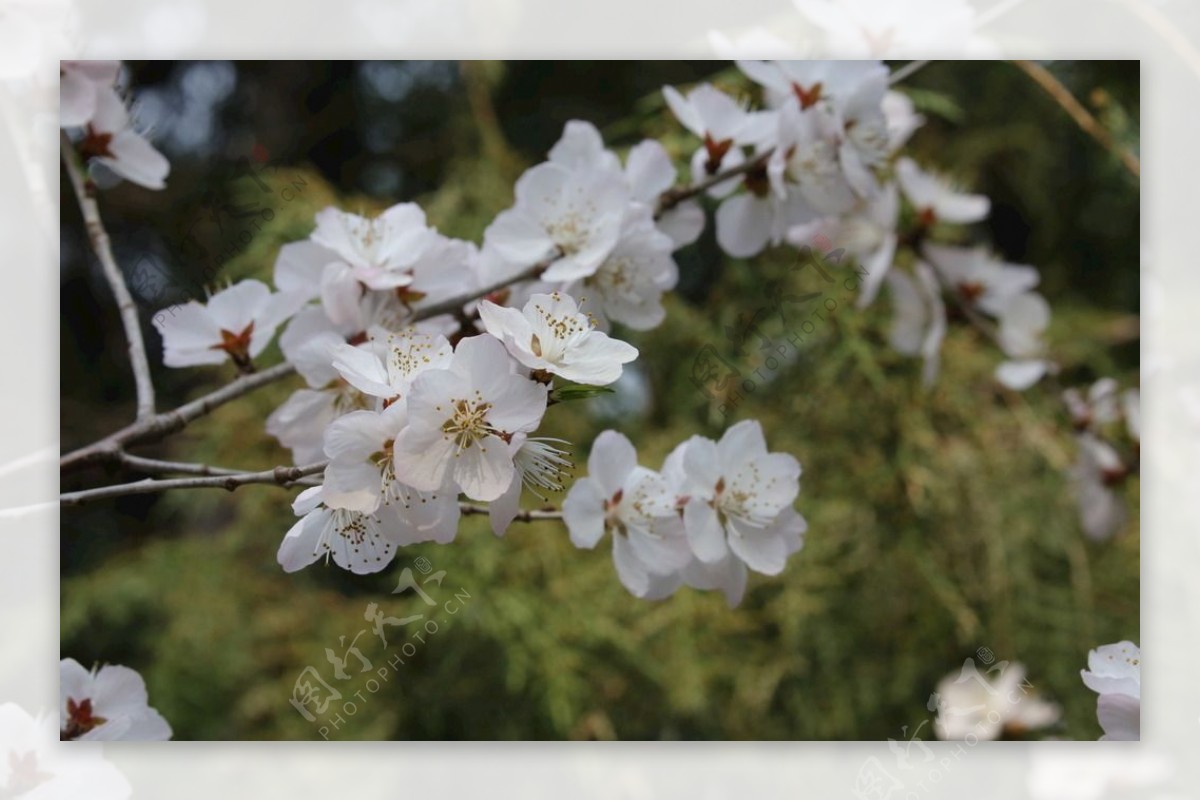 初春山桃花