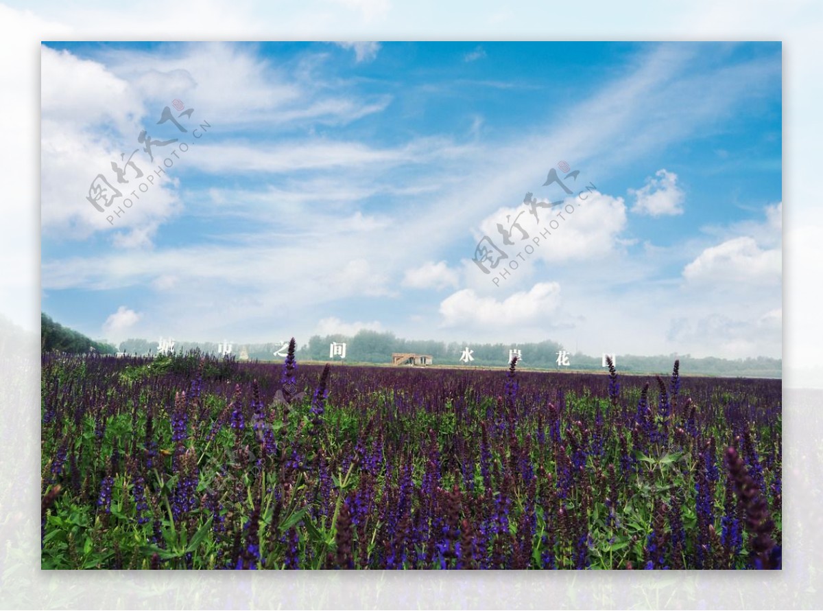 紫色鼠尾草