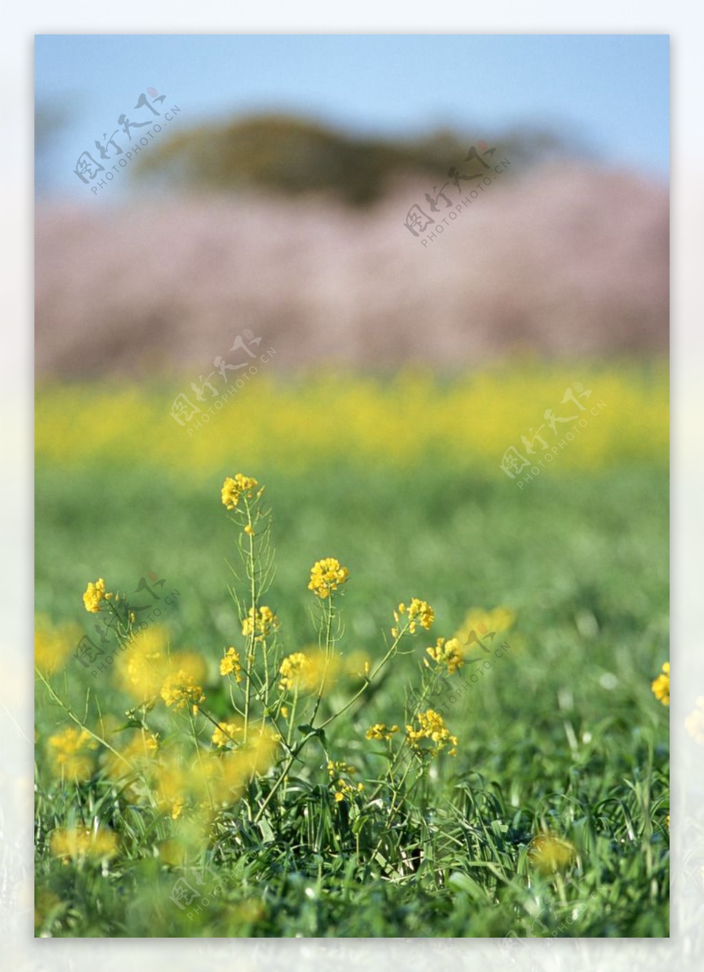 油菜花