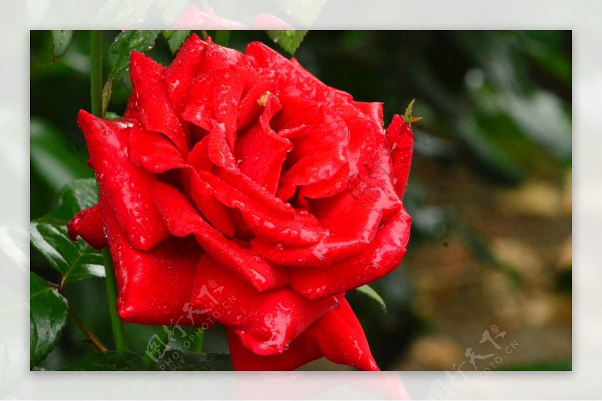 雨露月季花