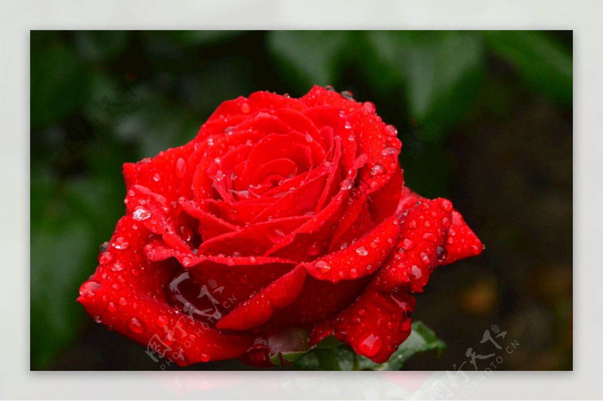 雨露月季花