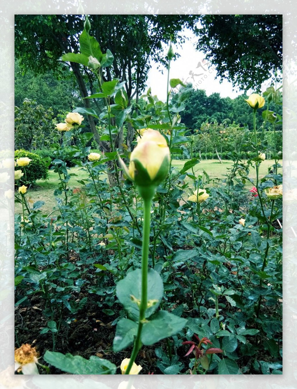 玫瑰花蕾