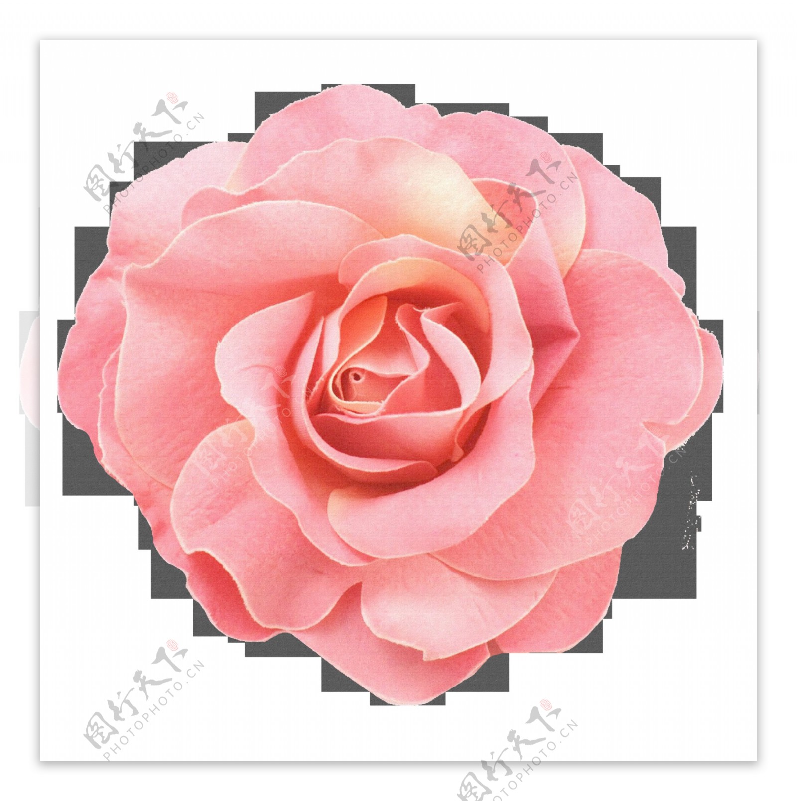 浪漫粉色玫瑰花产品实物
