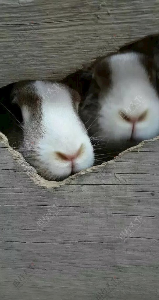 滑稽搞笑兔子