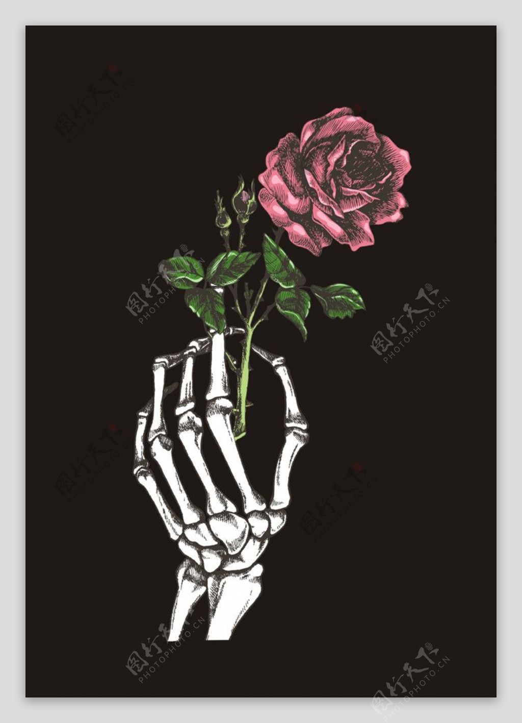 玫瑰花素材下载骷髅头矢量图下载