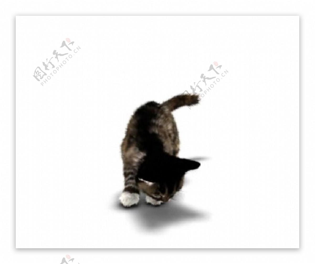 猫跳动画 向量例证. 插画 包括有 夹子, 跳跃, 婴孩, 敌意, 敬慕, 例证, 设计, 年轻, 图象 - 249990502