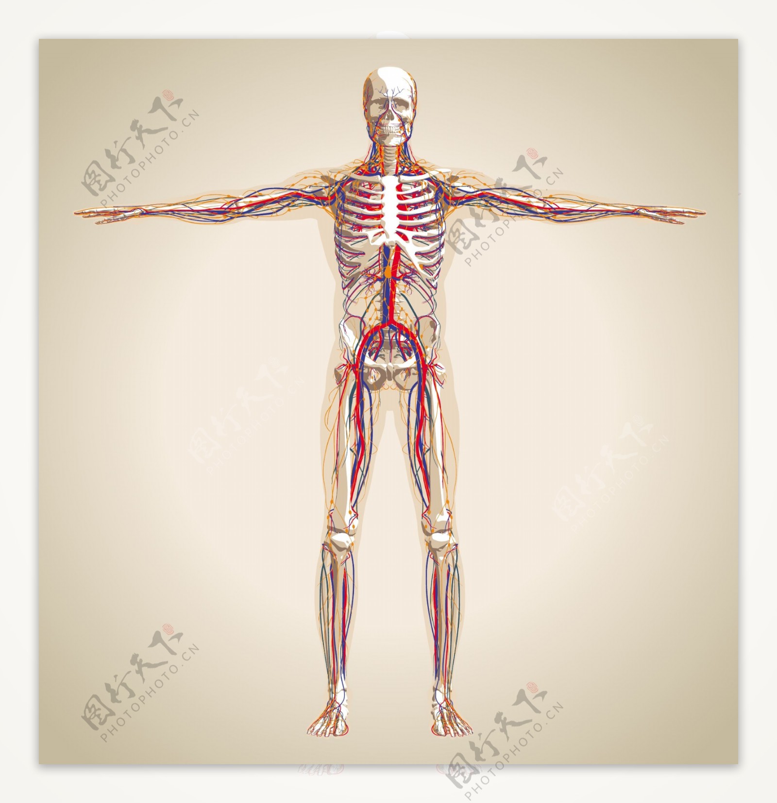 人体结构解剖