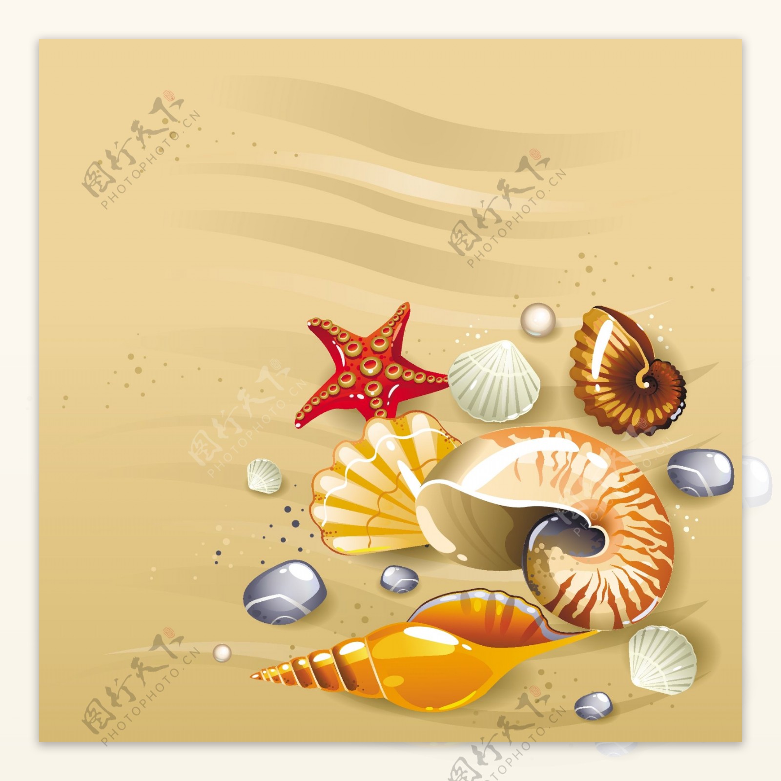 沙滩上的贝壳主题