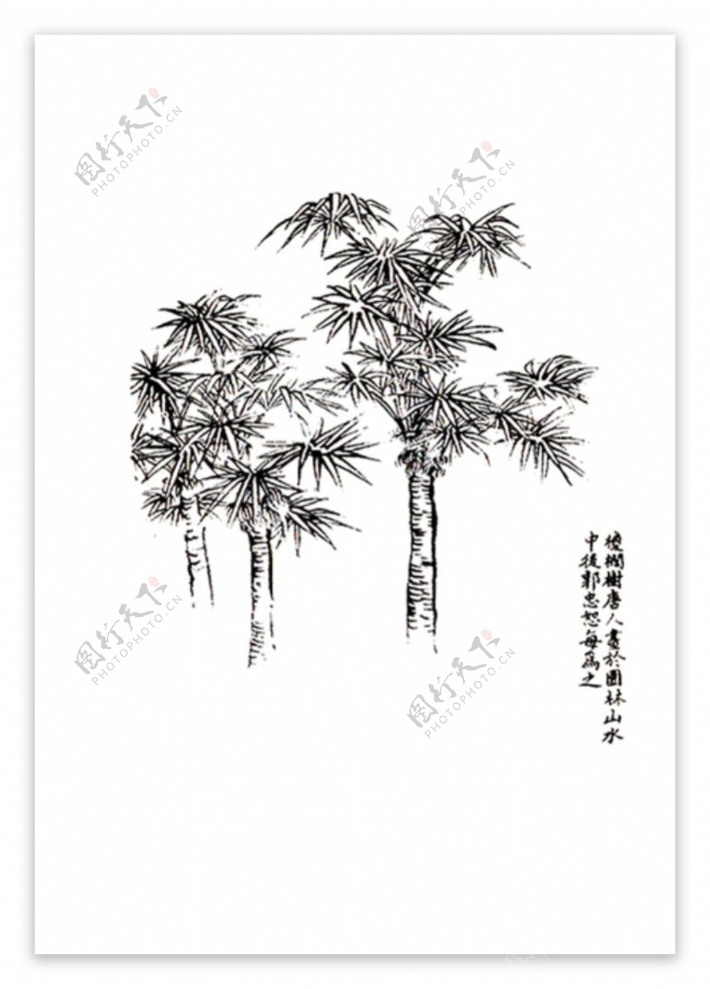 芥子园棕榈树