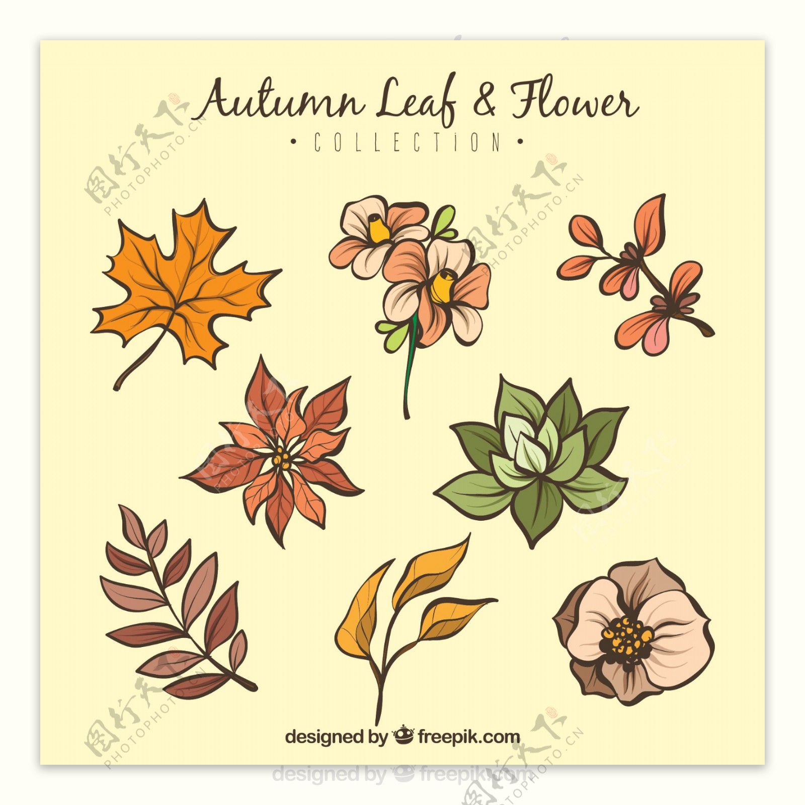 8款彩绘秋季花卉和叶子矢量图