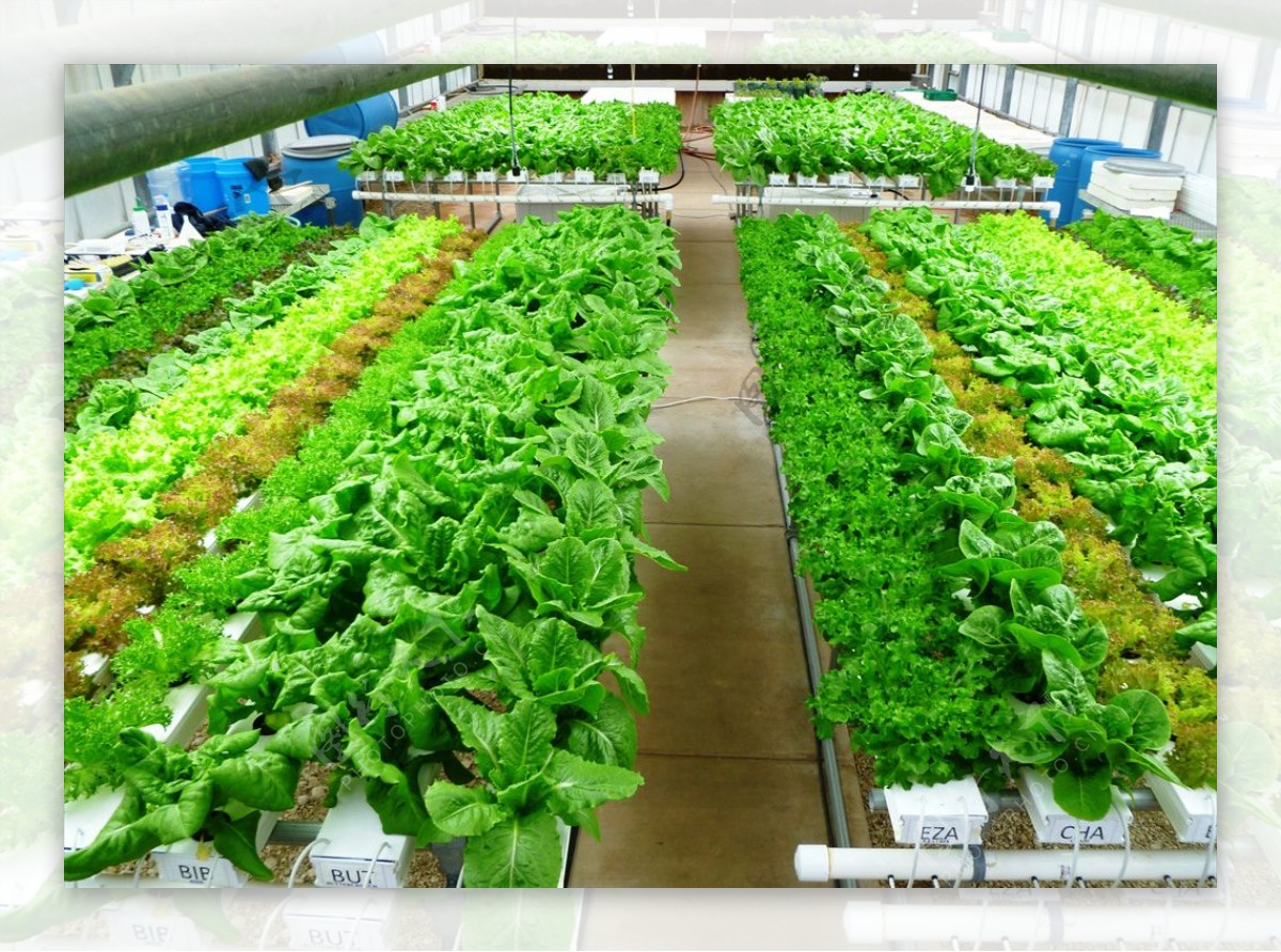 有机蔬菜温室种植