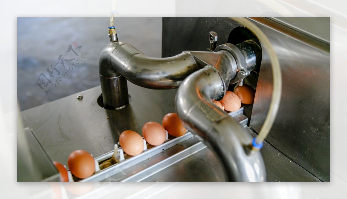 鸡蛋筛选处理机器设备