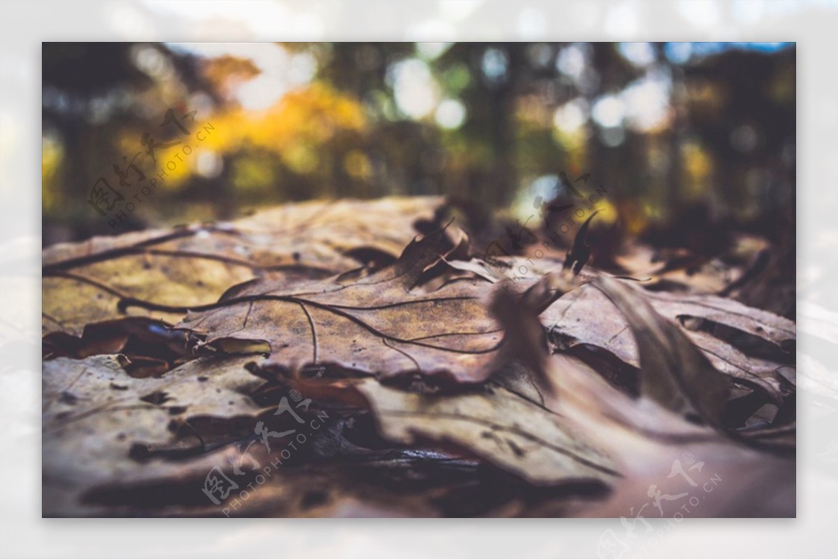 秋季落叶摄影