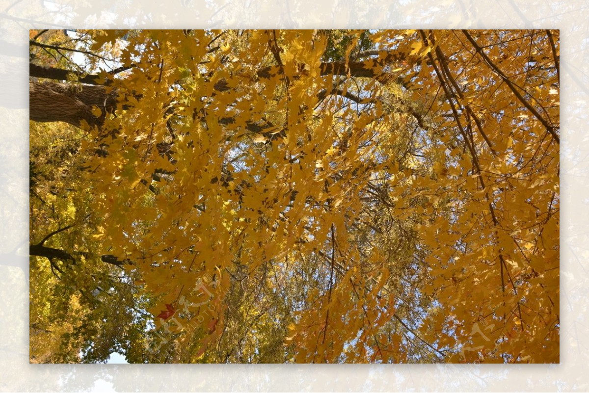 秋天的树黄叶树黄叶满地国