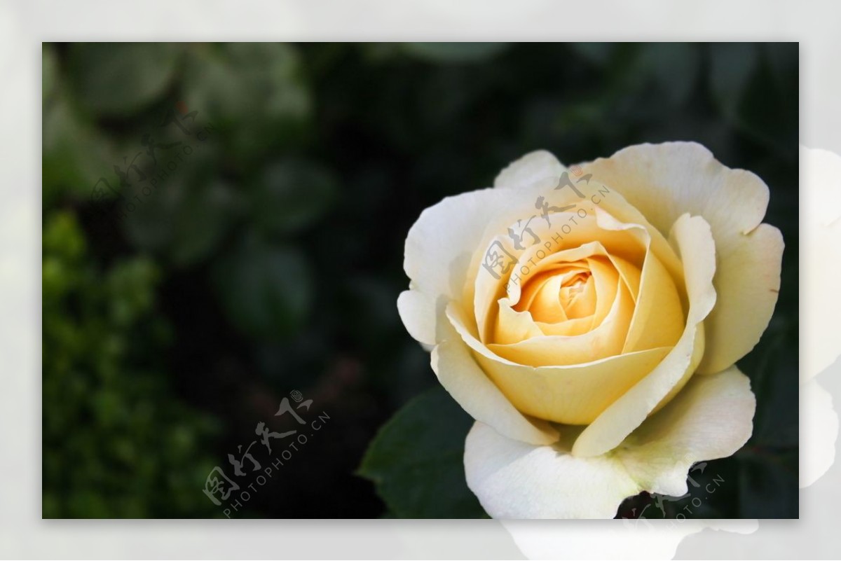 唯美盛开的白玫瑰
