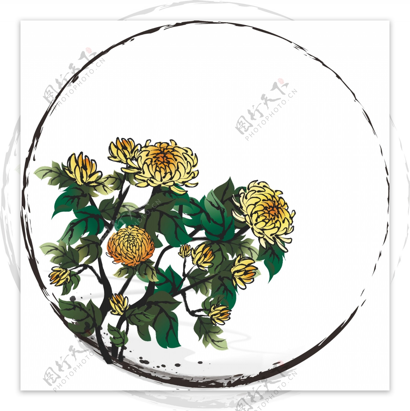 手绘中国风水墨花卉植物边框菊花装饰元素