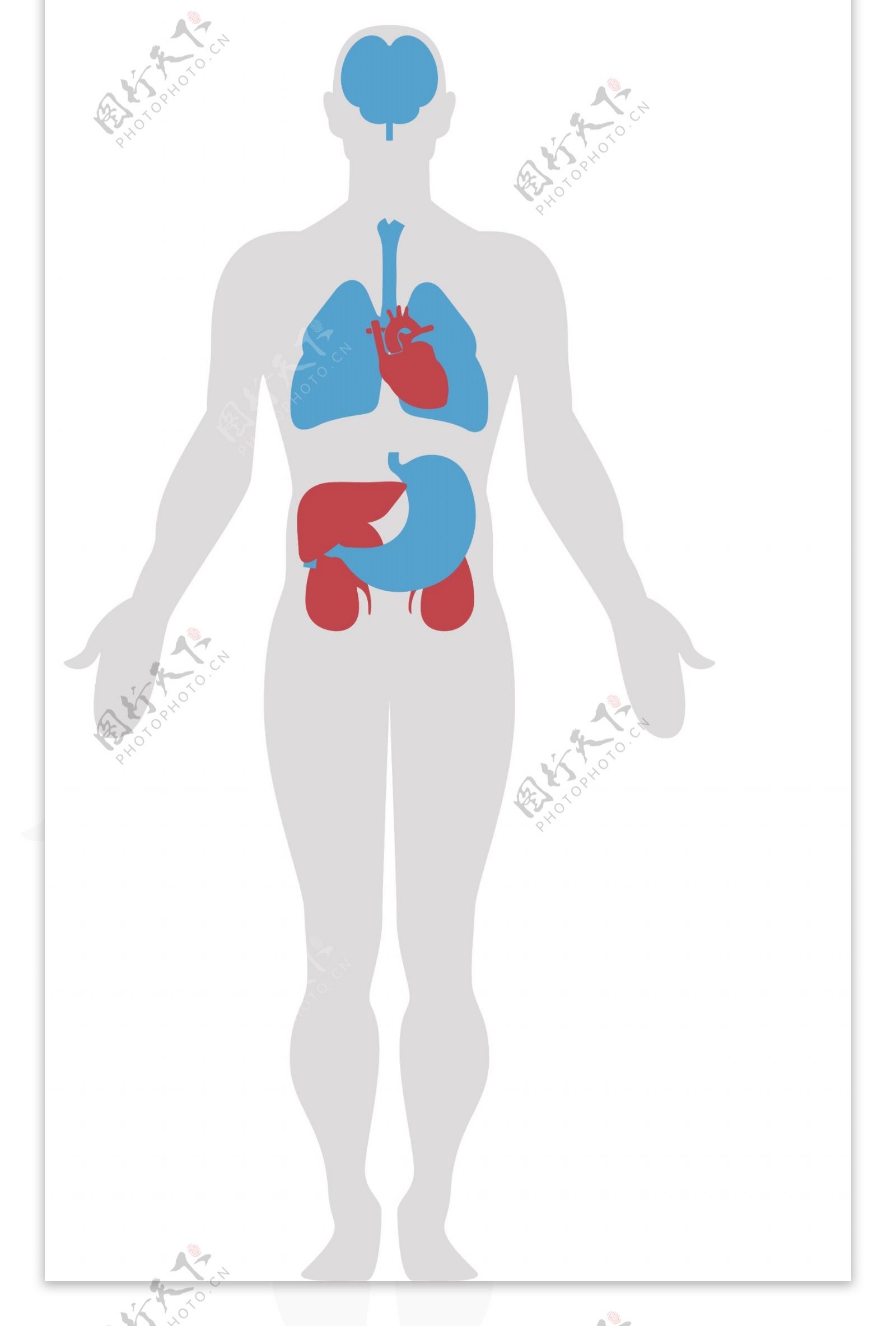 简约大气蓝色线条信息图表医学人体