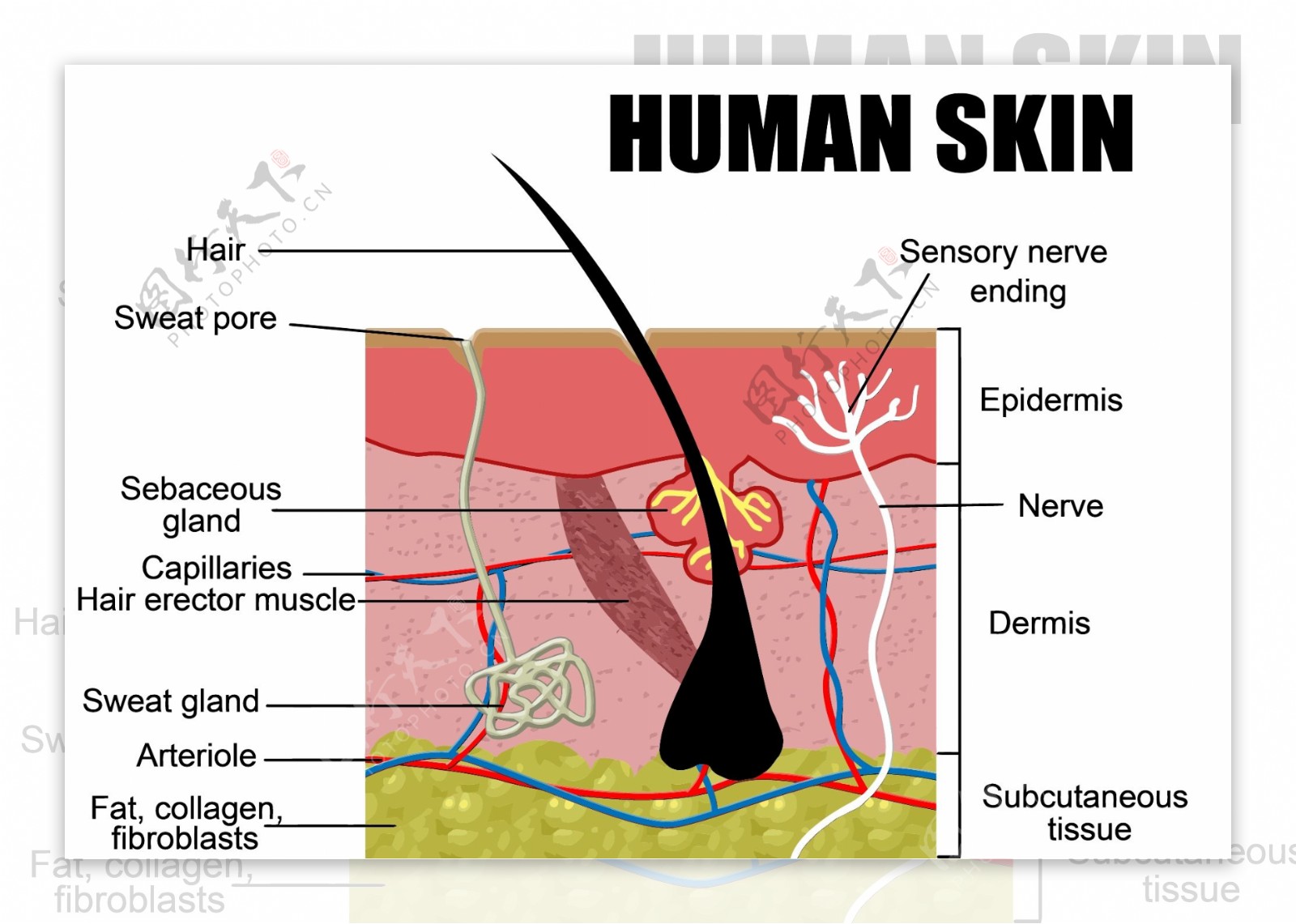 人体皮肤组织矢量素材