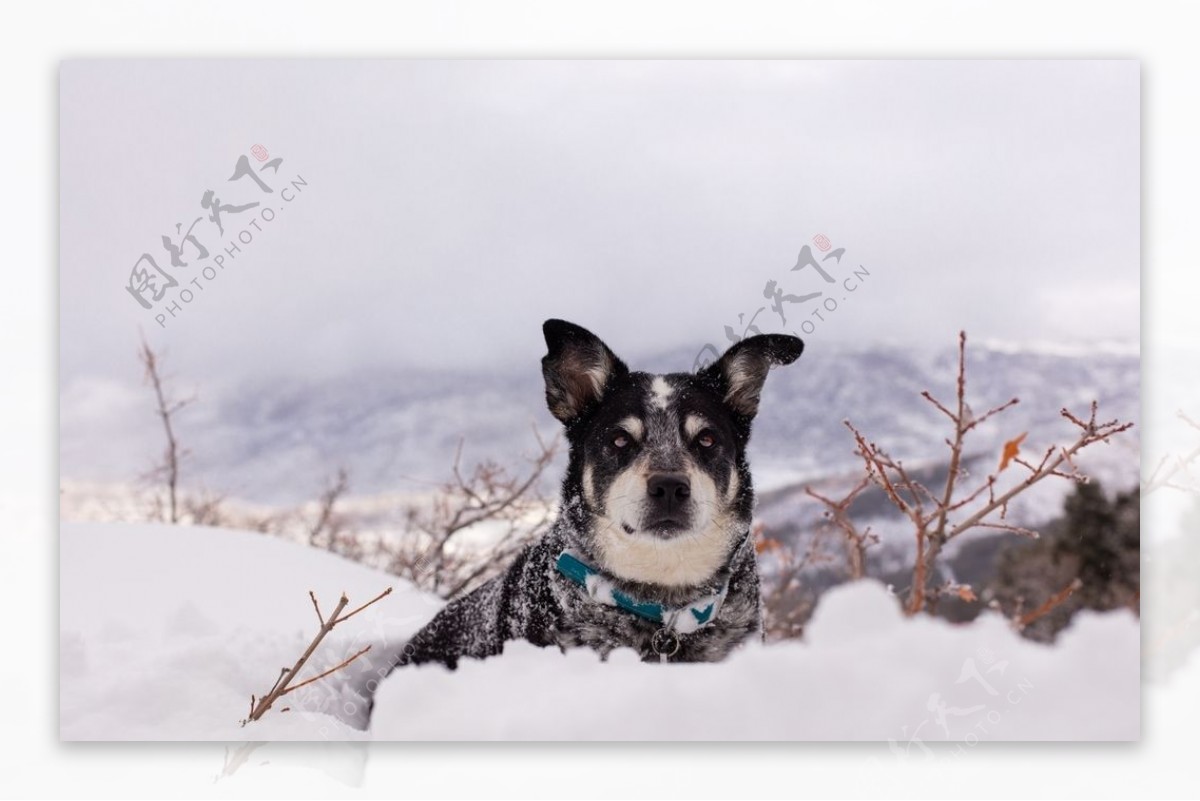零下二十度的海拉尔雪地里的狗子们|摄影|动物|珀珀宠影 - 原创作品 - 站酷 (ZCOOL)