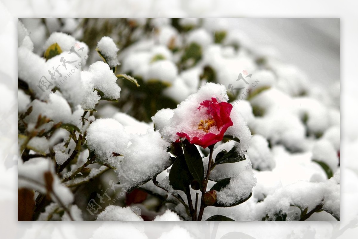 茶花傲雪