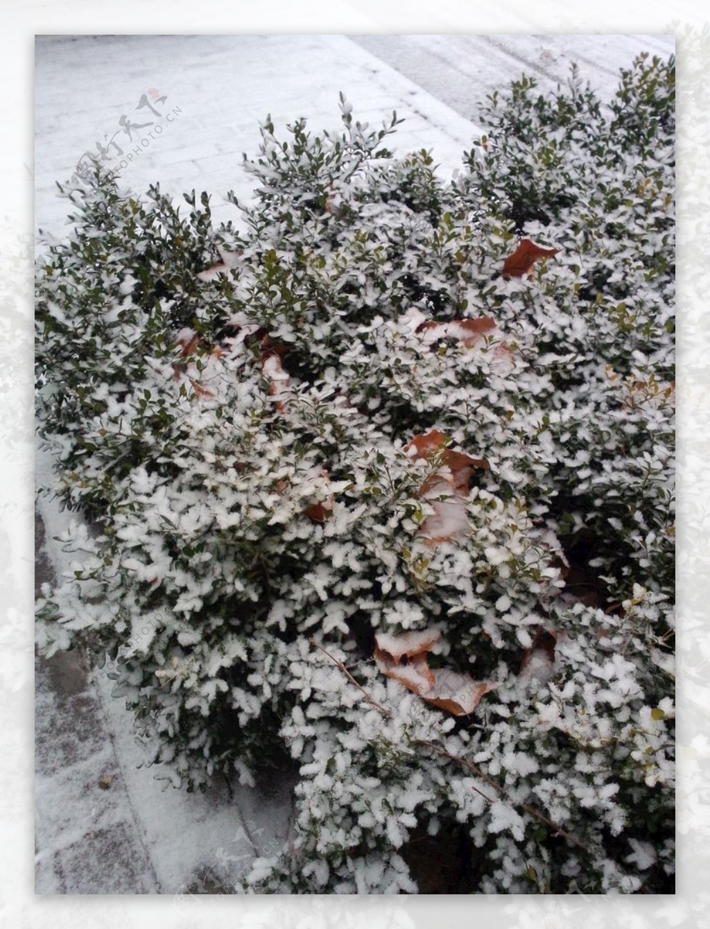 树叶上的积雪