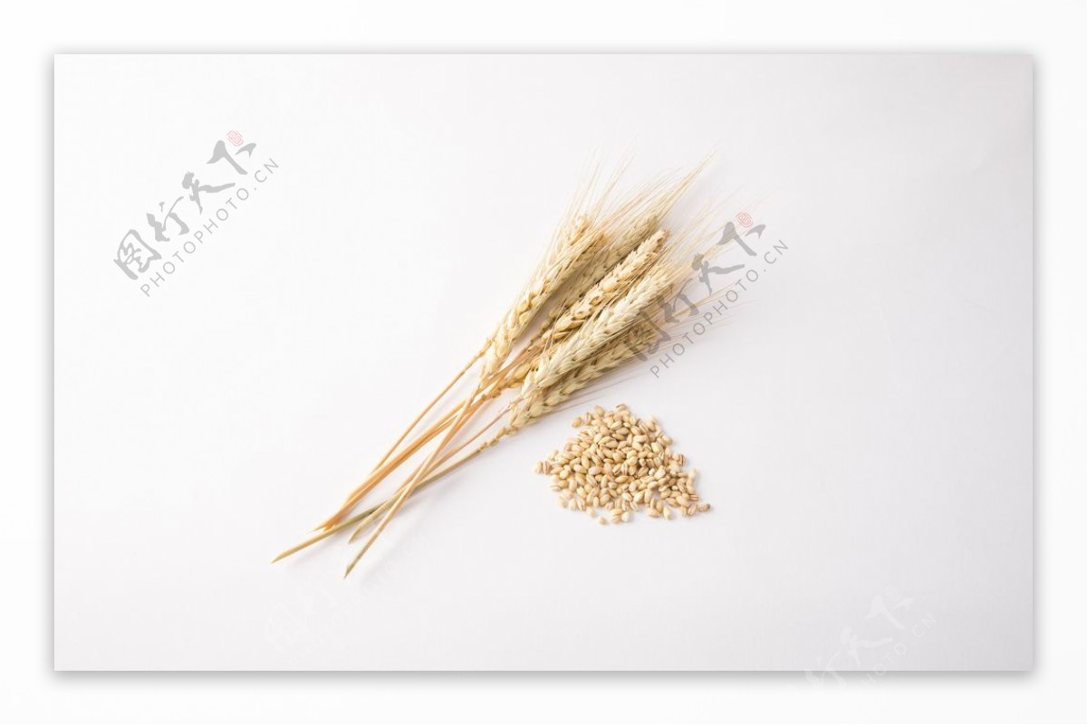 小麦和麦穗