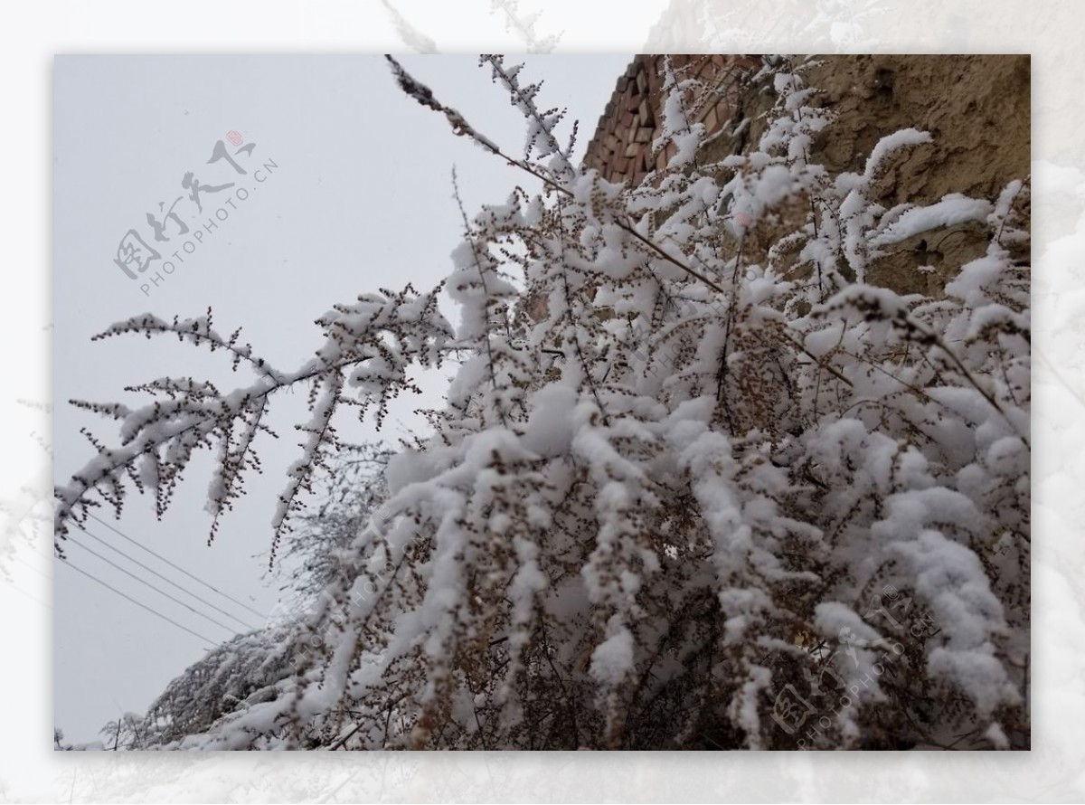 雪中草