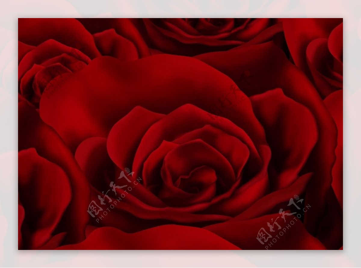 鲜红的玫瑰花特写桌面背景素材