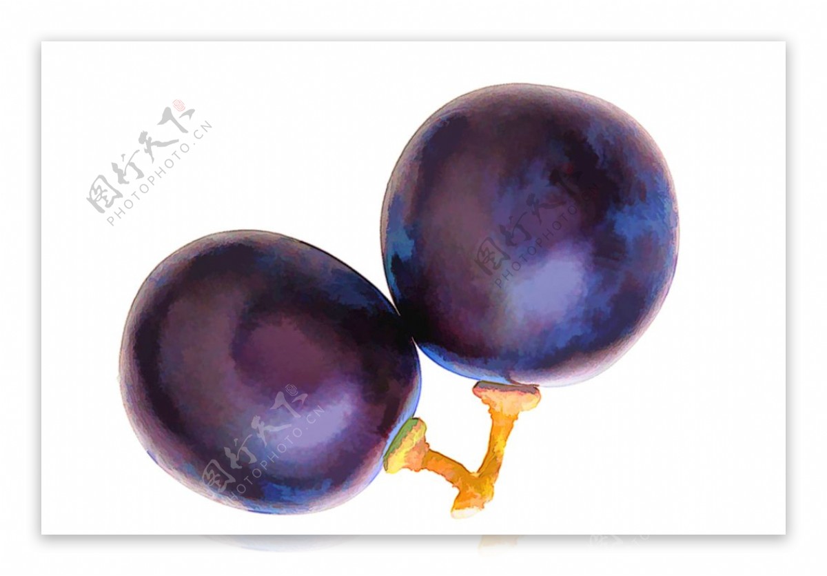 葡萄粒艺术效果两颗紫