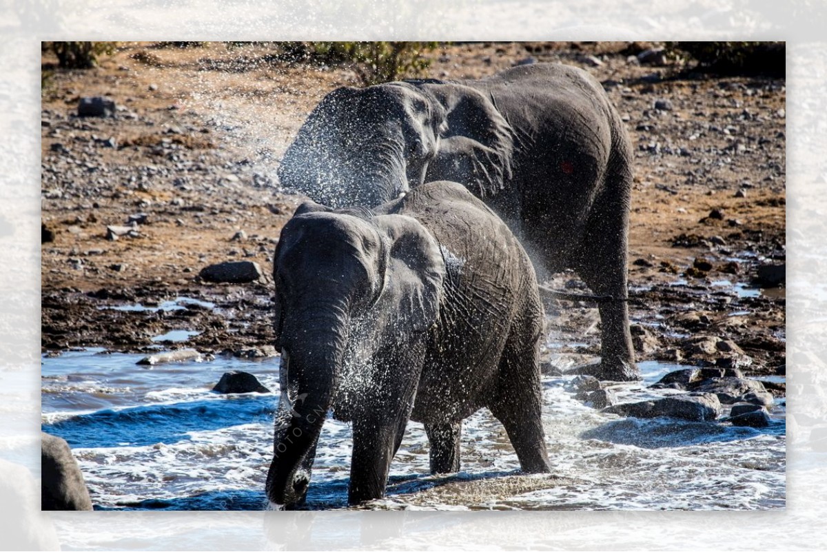 亚洲象玩水